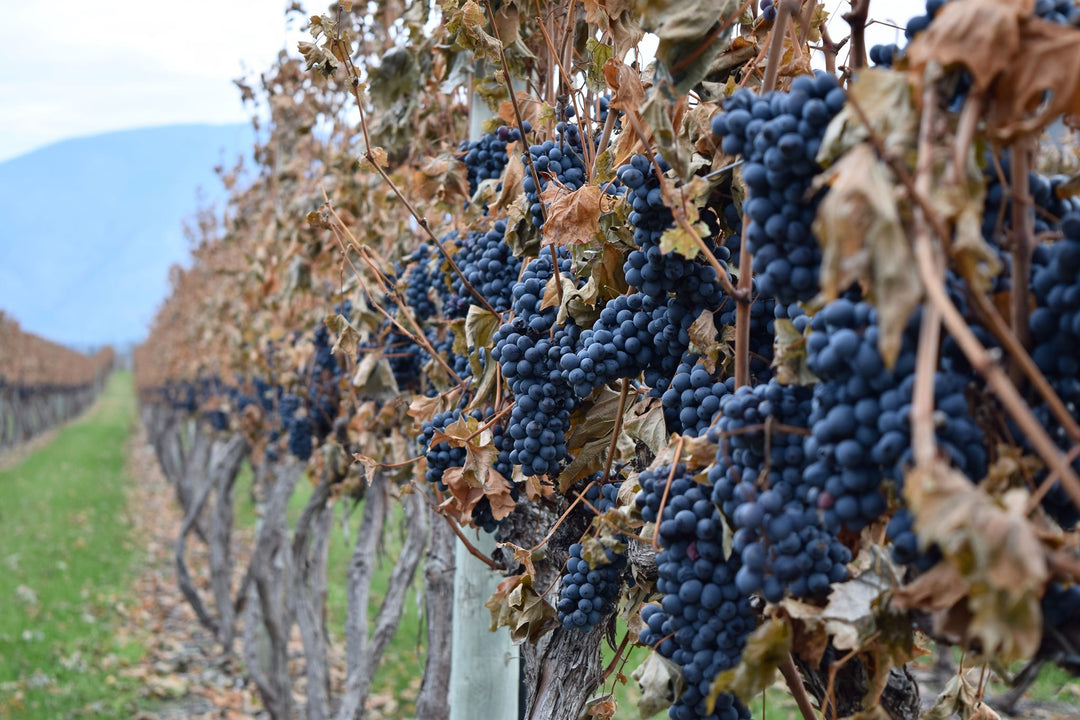 2022 Stoneboat Pinot Noir