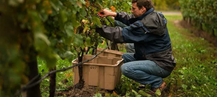 2023 Henry of Pelham Chardonnay