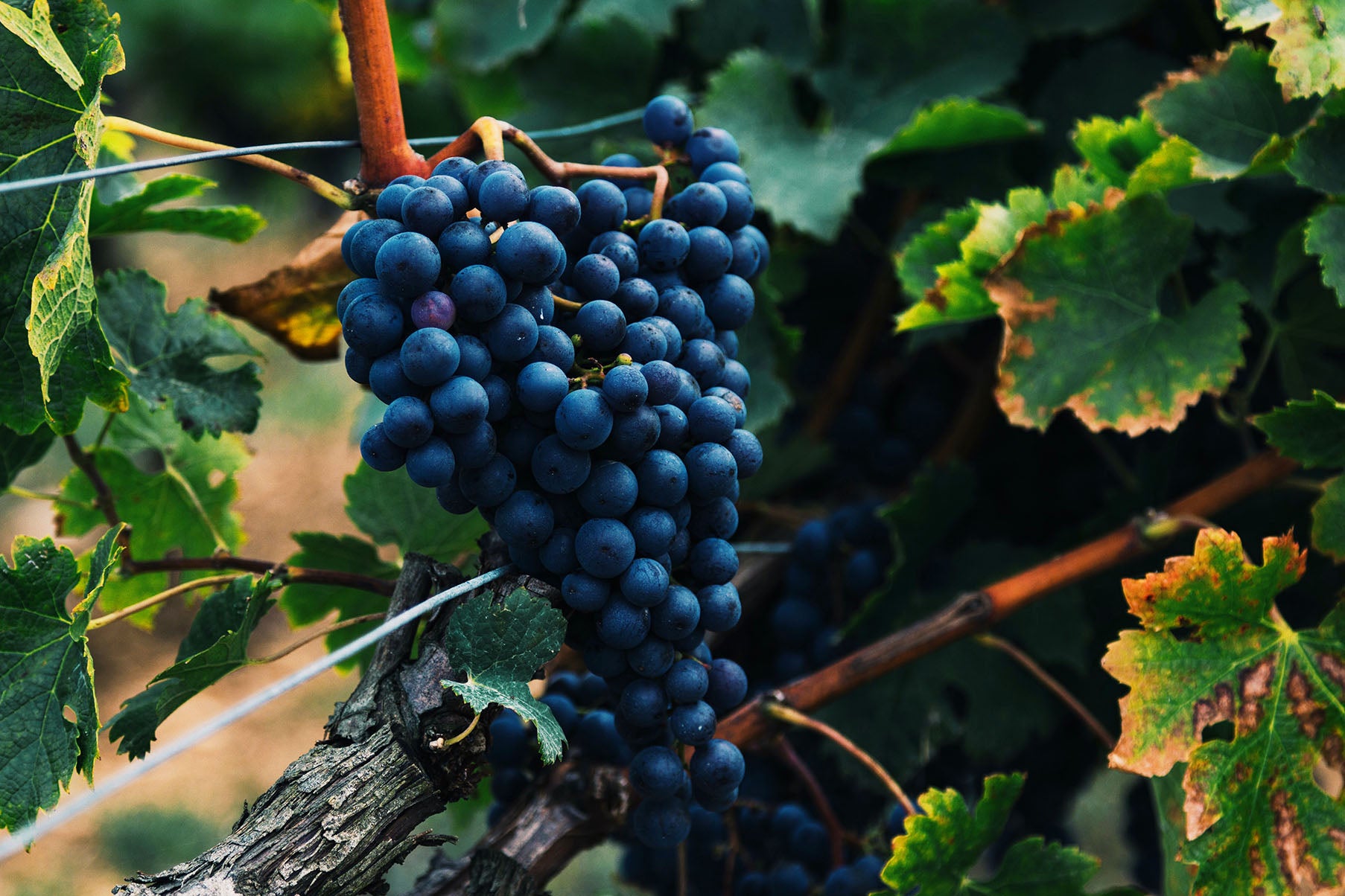Top Three Red Varietals Planted in BC