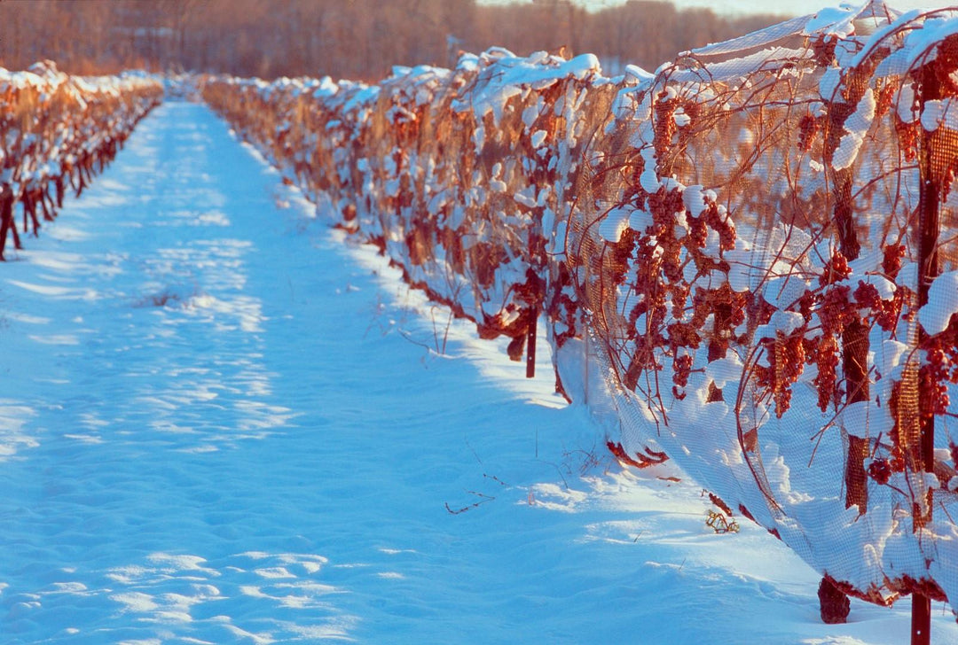 Quebec Wine Guide: Natural Wines, Cool-Climate Viticulture & Food Pairings