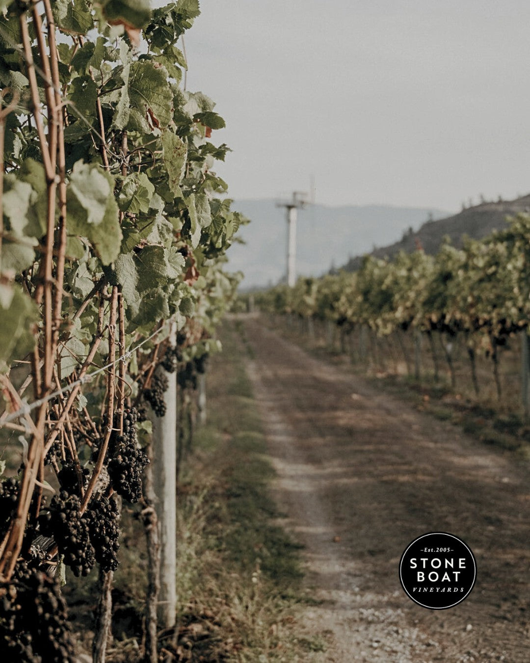 Stoneboat Vineyards