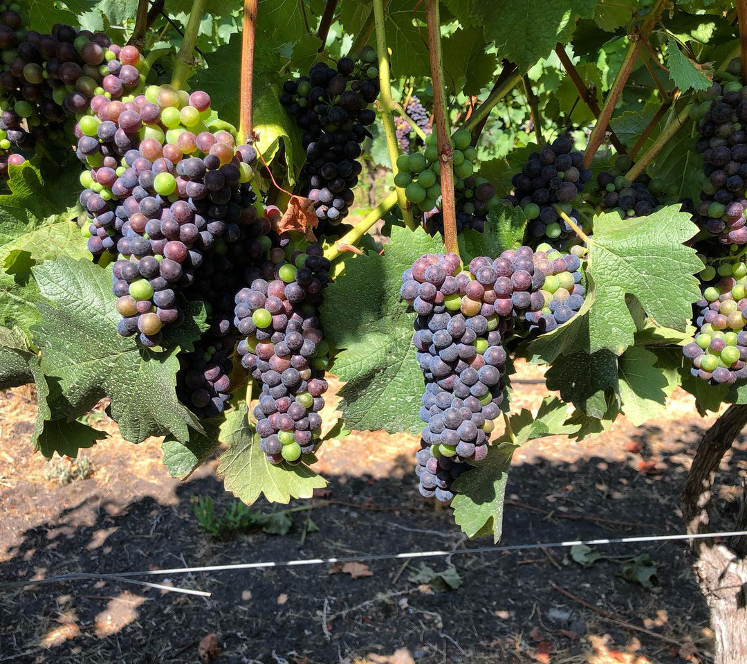 2024 Corral Sauvignon Blanc — Zabala Vineyard