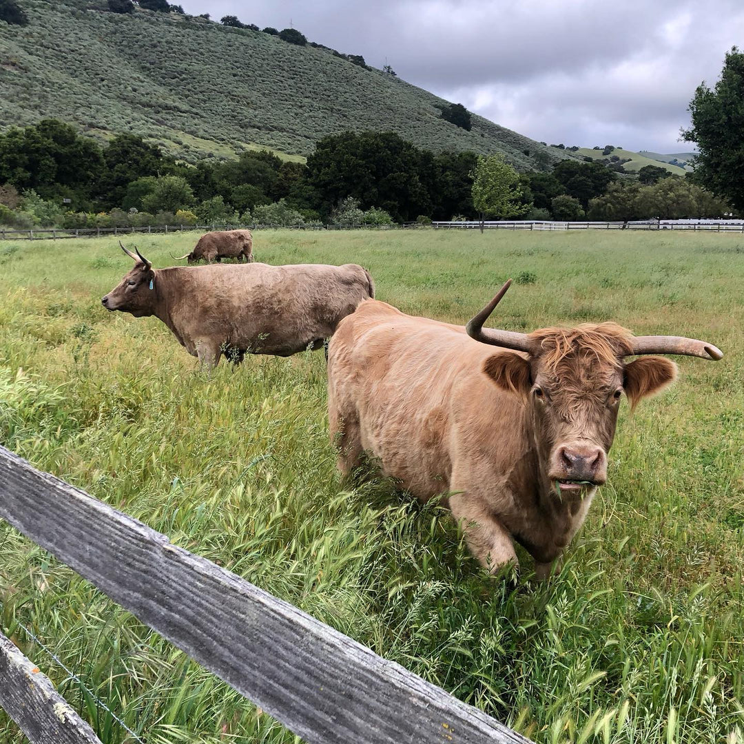 2024 Corral Sauvignon Blanc — Zabala Vineyard