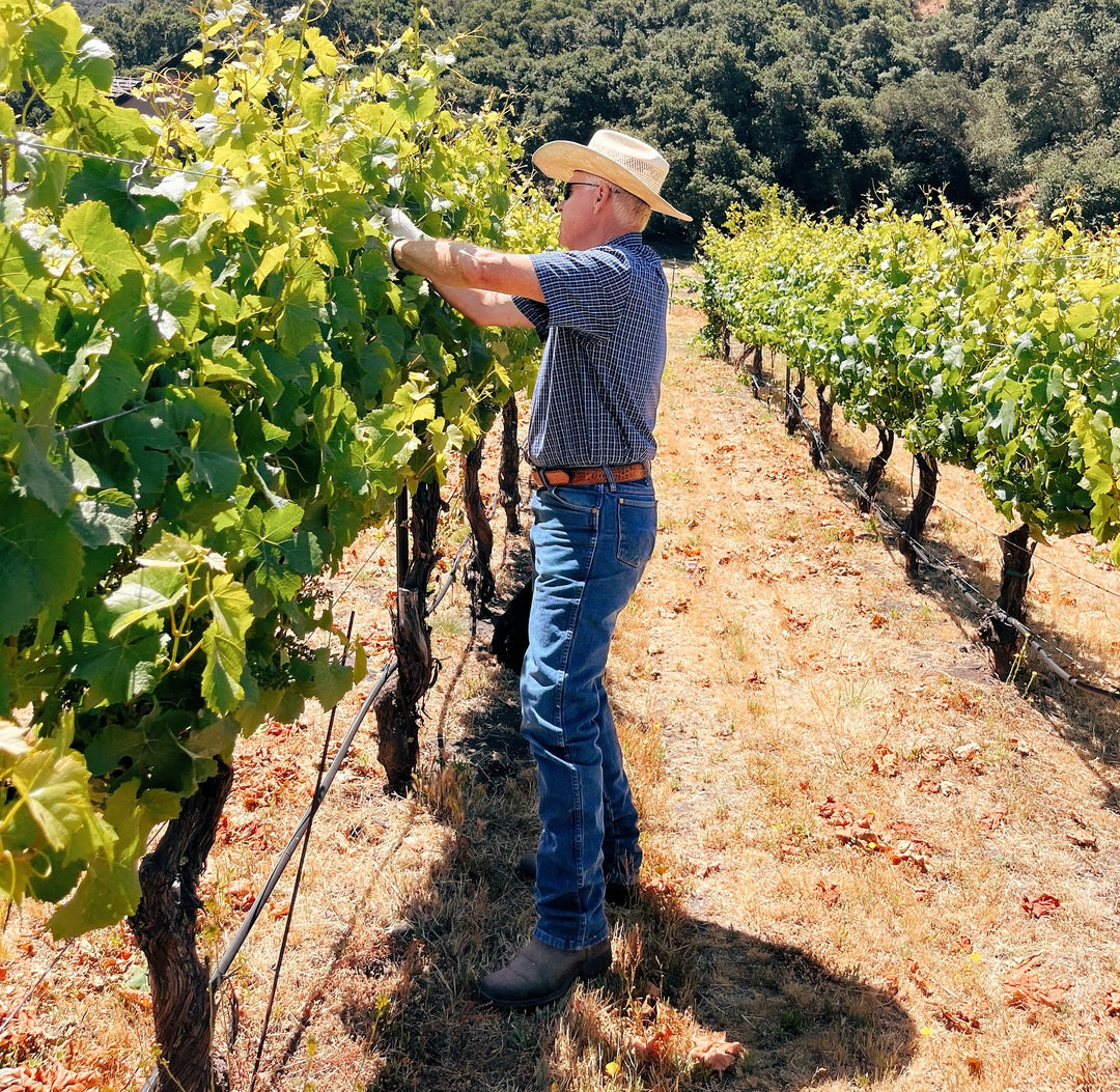 2024 Corral Sauvignon Blanc — Zabala Vineyard