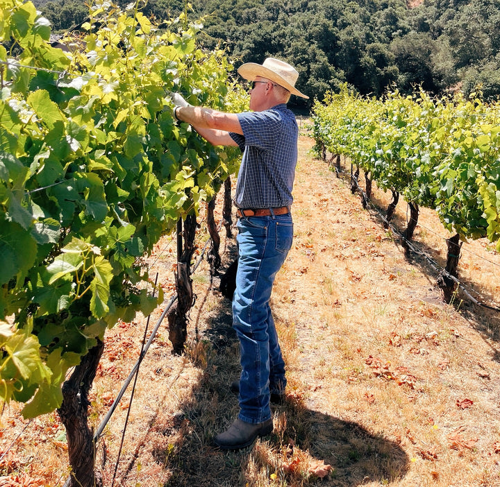 2024 Corral Sauvignon Blanc — Zabala Vineyard