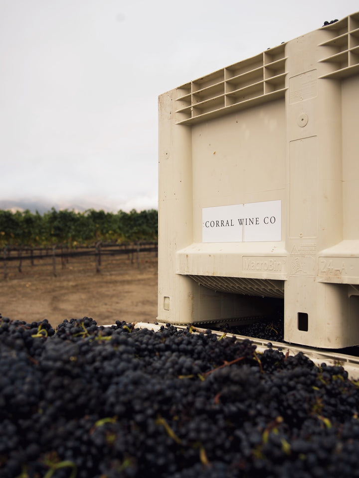 2024 Corral Sauvignon Blanc — Zabala Vineyard