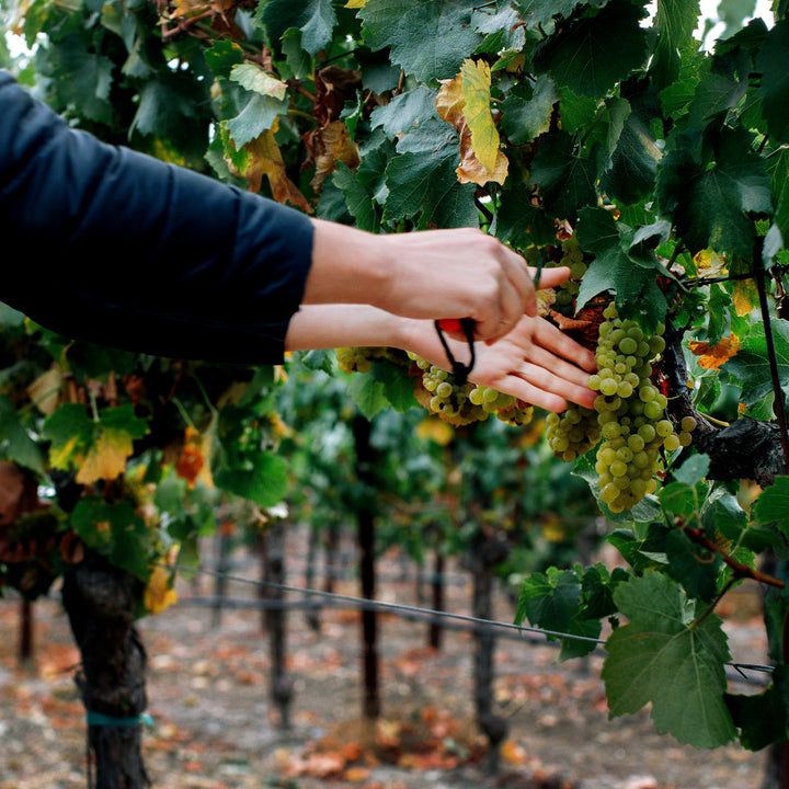 ORIXE SOTELO 2021 Tinta Alta, Tempranillo