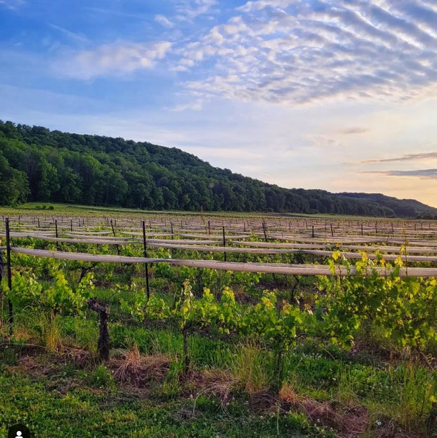 2022 Gamay Noir Les Villages Bachelder