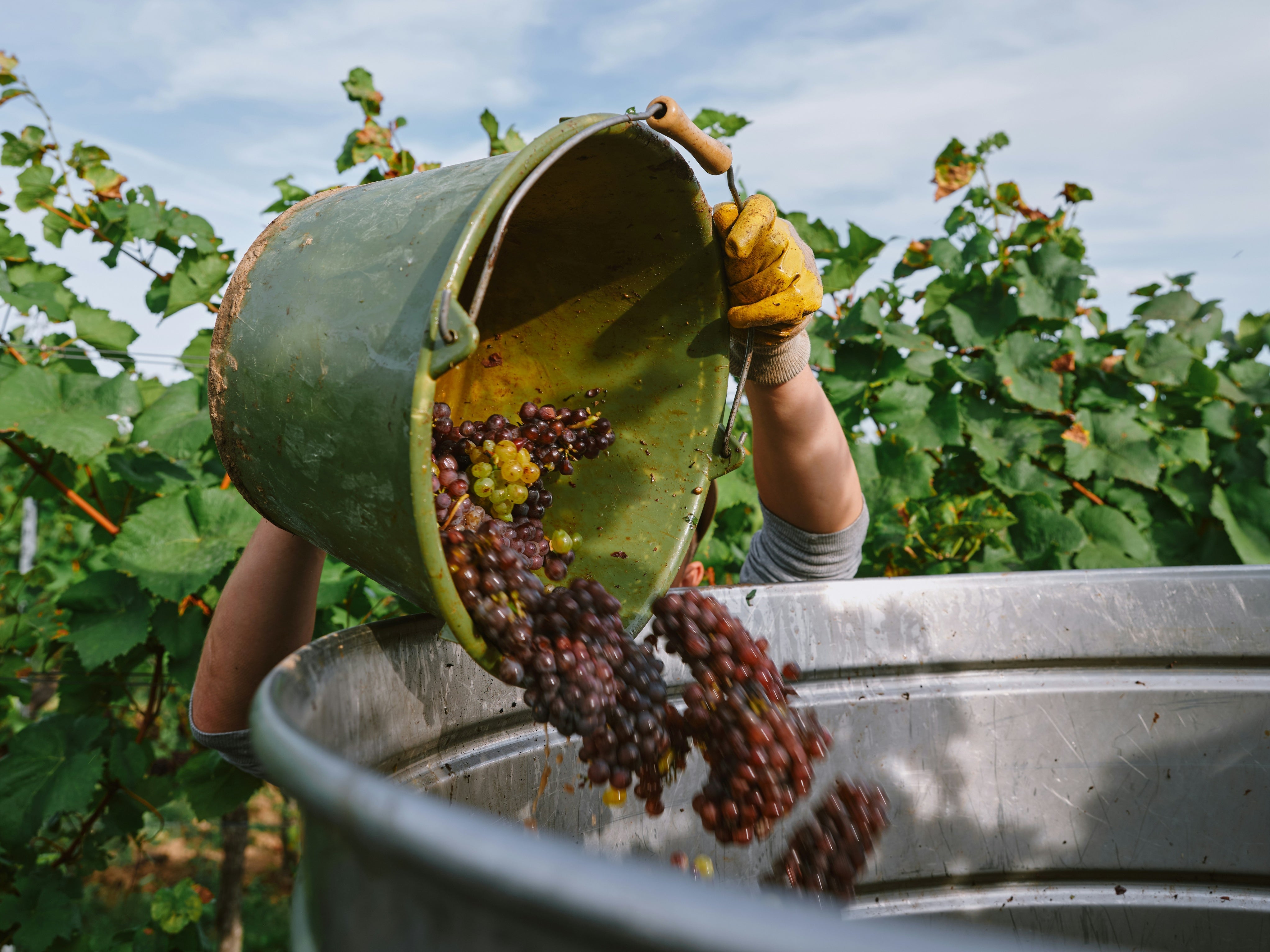 Freshly harvested grapes in vineyard rows