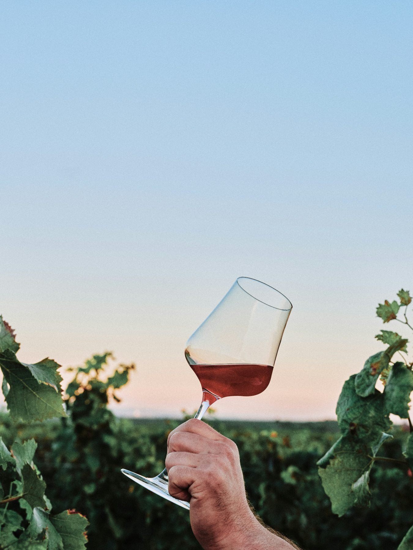 Vineyard at dusk with a glass of red wine