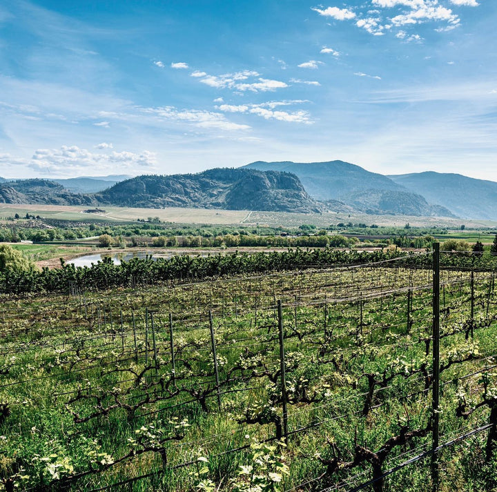 2024 Winemaker's Cut Gruner Veltliner